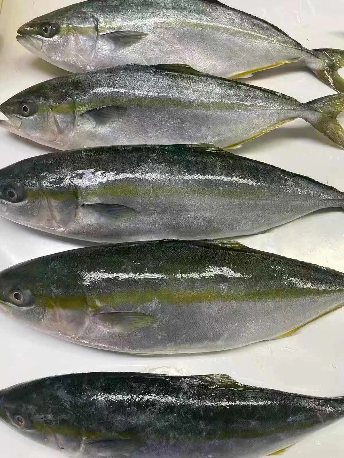 Frozen Yellow Tail-- Frozen Yellow Tail--