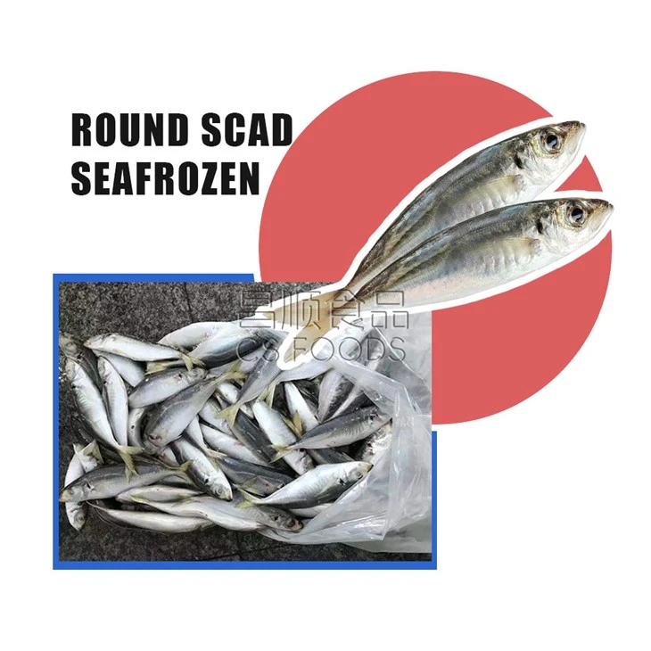 Light Catch Seafrozen Round Scad