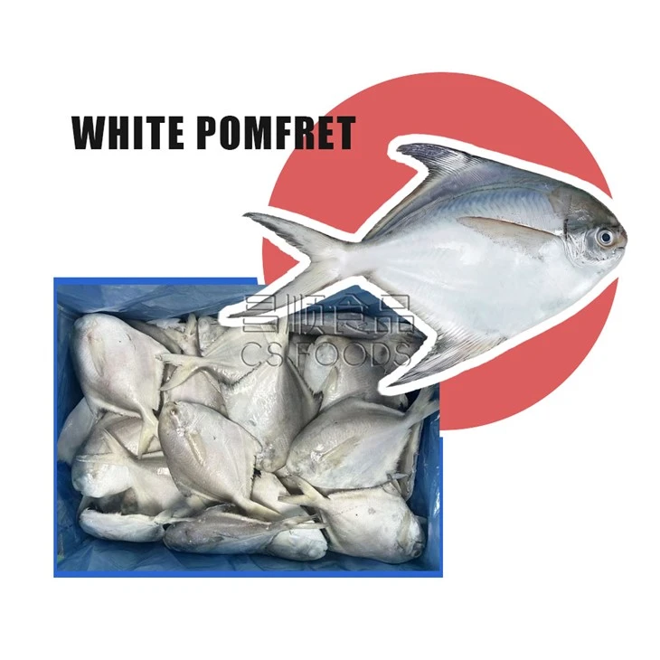 Trawling Frozen White Pomfret